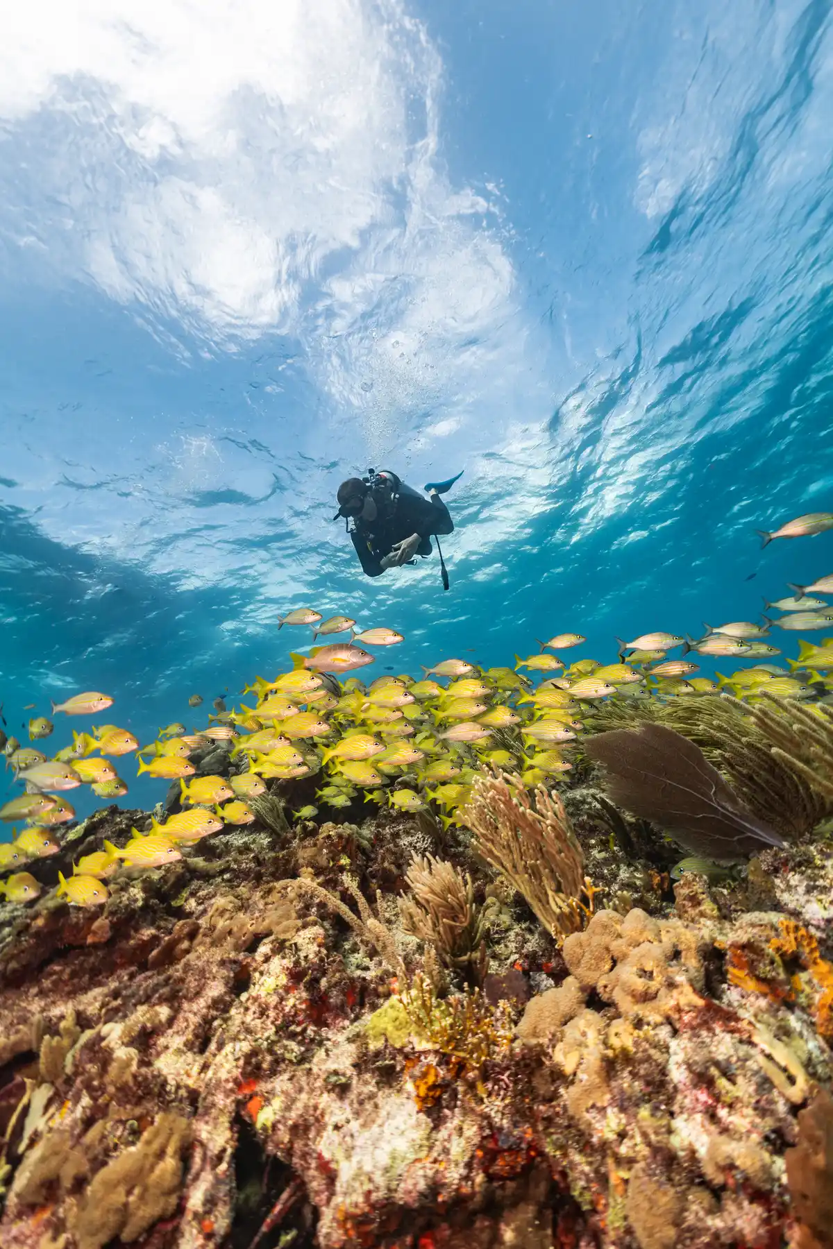 Vibrant reef with seafan and diver at Isla Mujeres