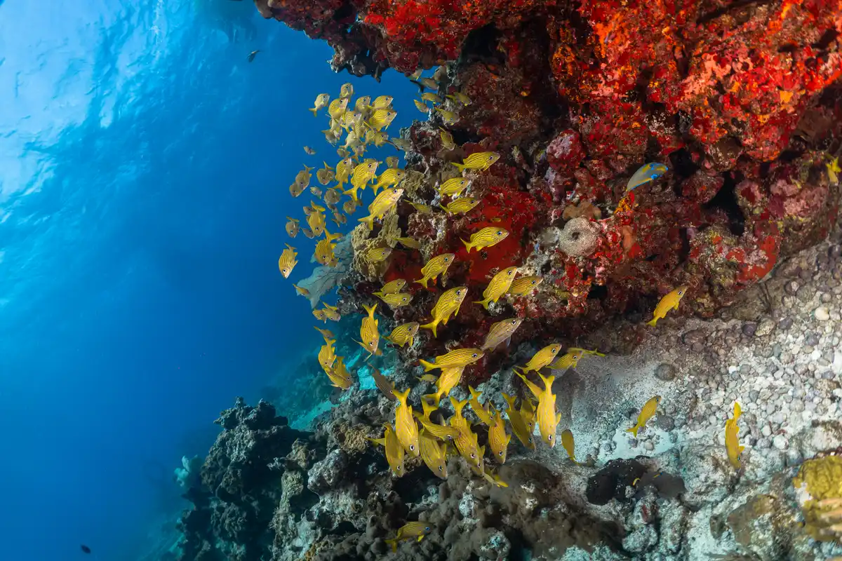 Abundant tropical fish school near the reef