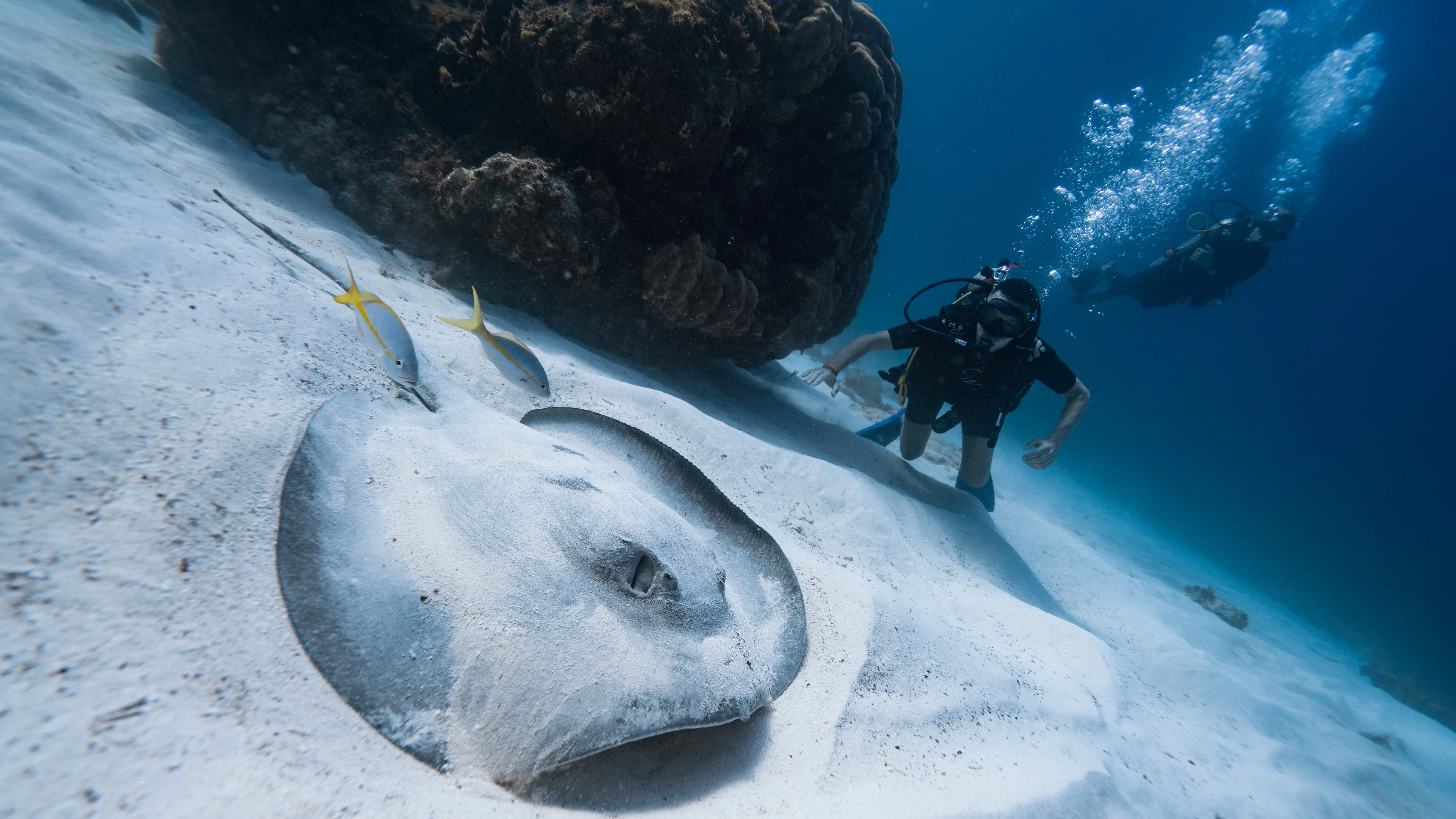 Spotted eagle ray at Isla Mujeres, Caribbean Mexico