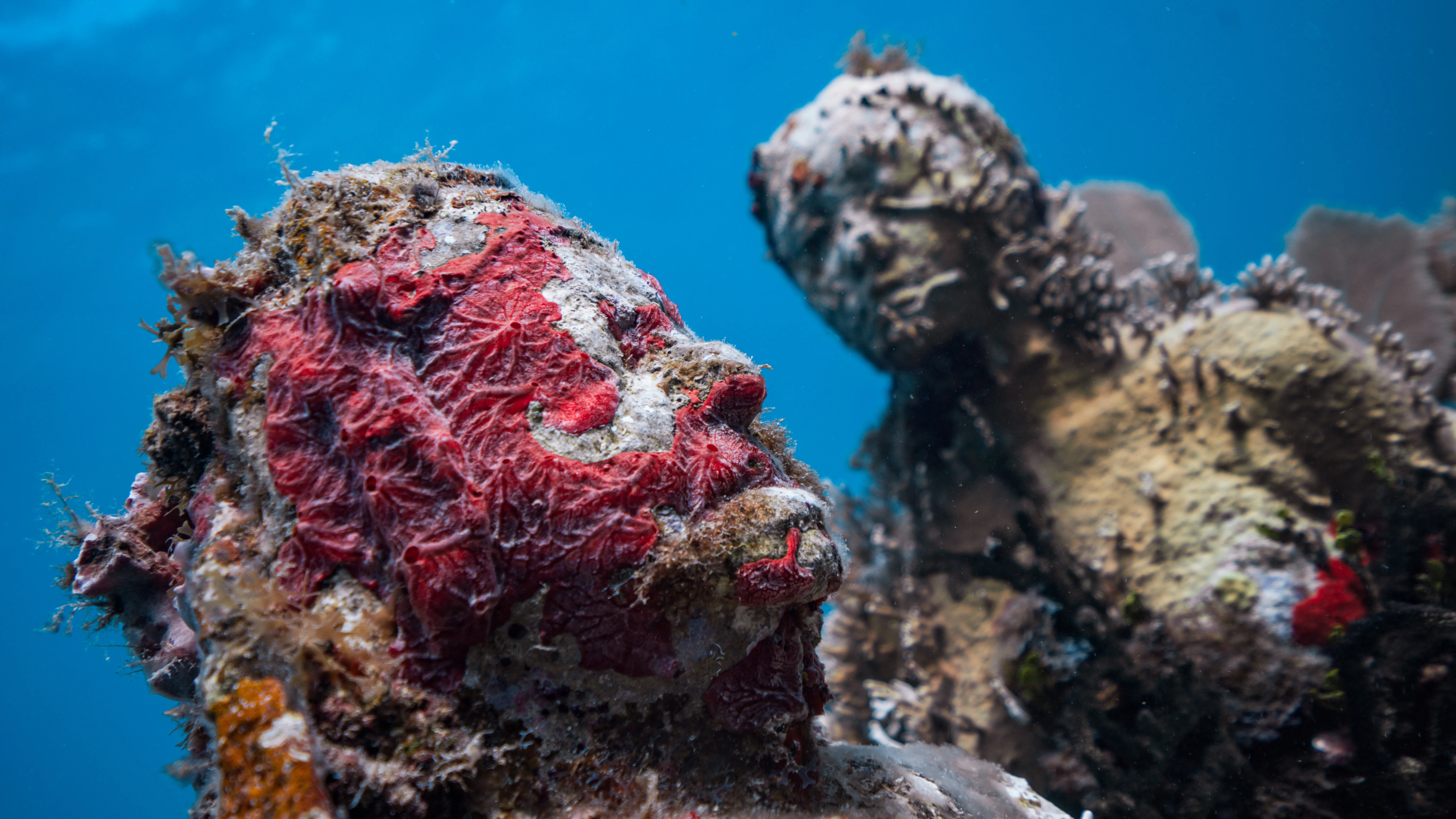 MUSA Underwater Museum sculpture reef, Isla Mujeres