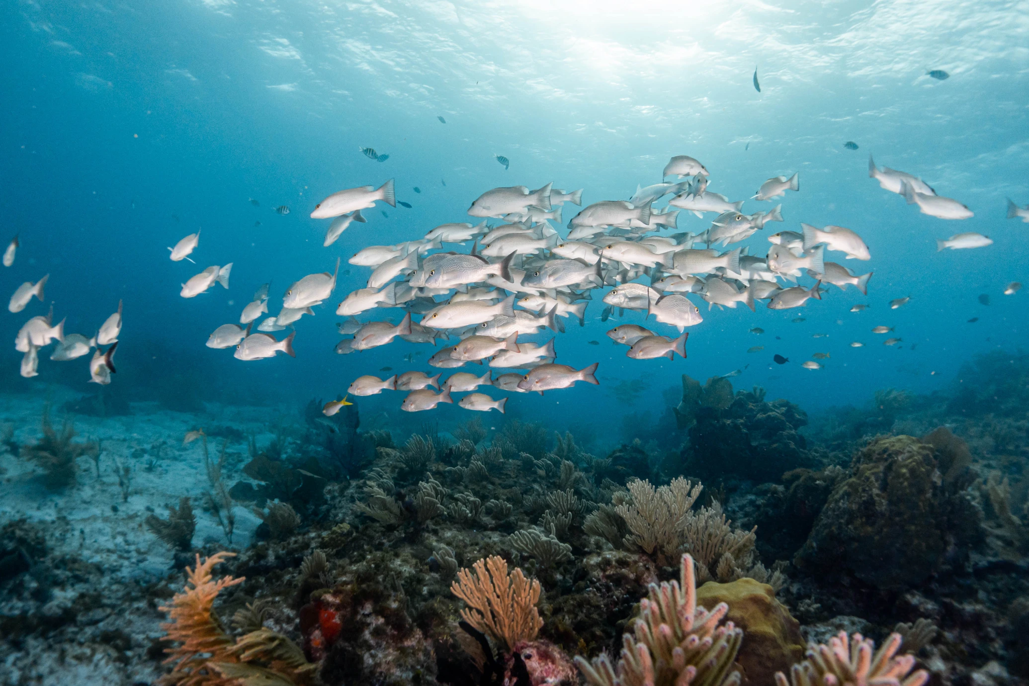 Scuba diving at Isla Mujeres, Mexico