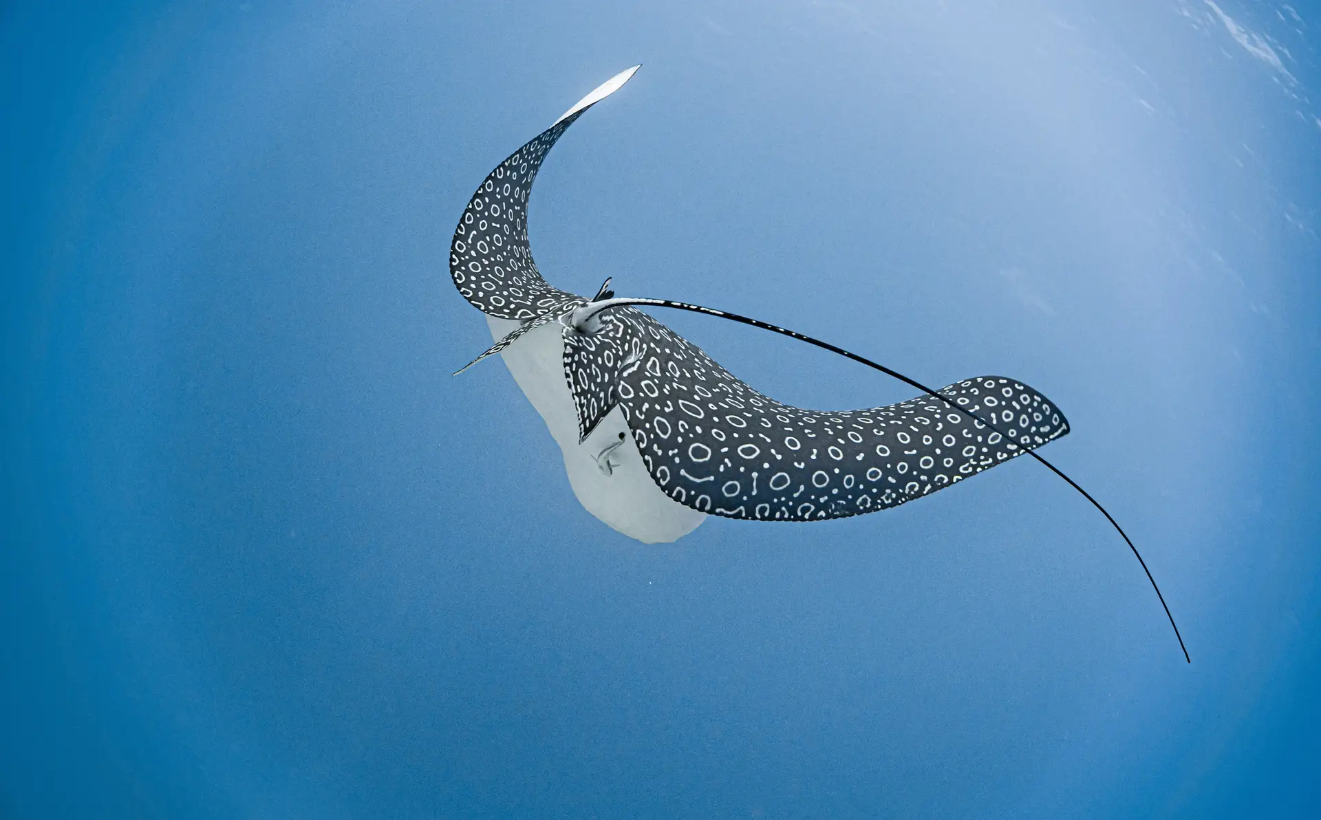 Scuba diving at Isla Mujeres, Mexico