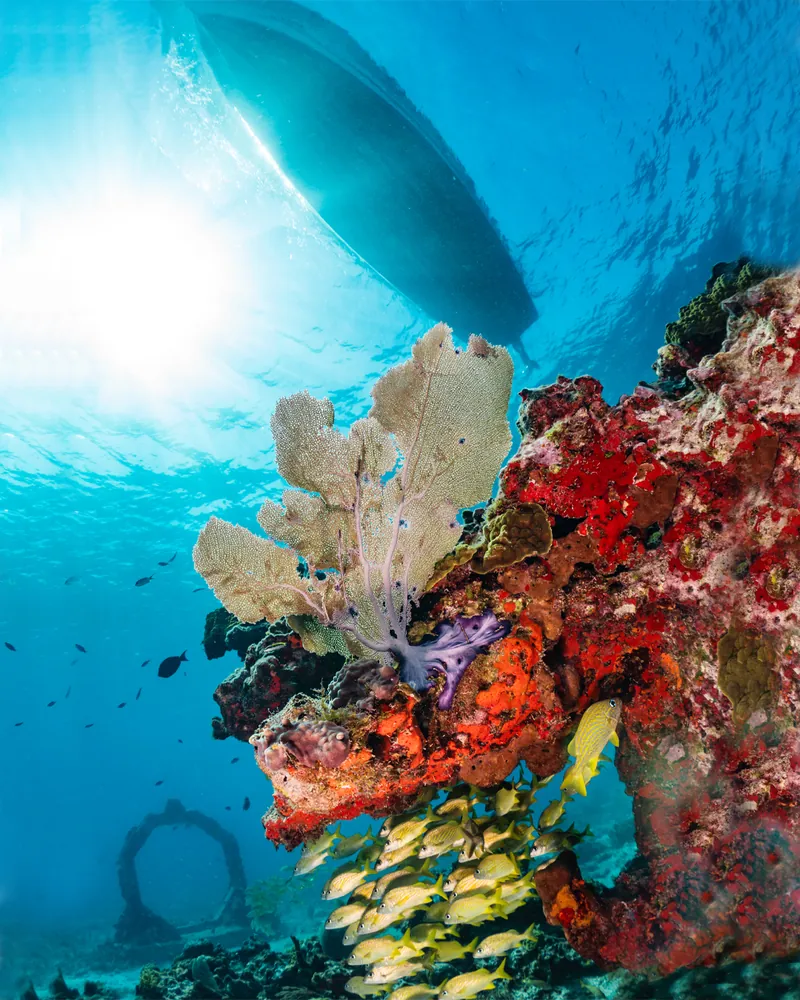 Vibrant coral reef at Isla Mujeres, Mexico