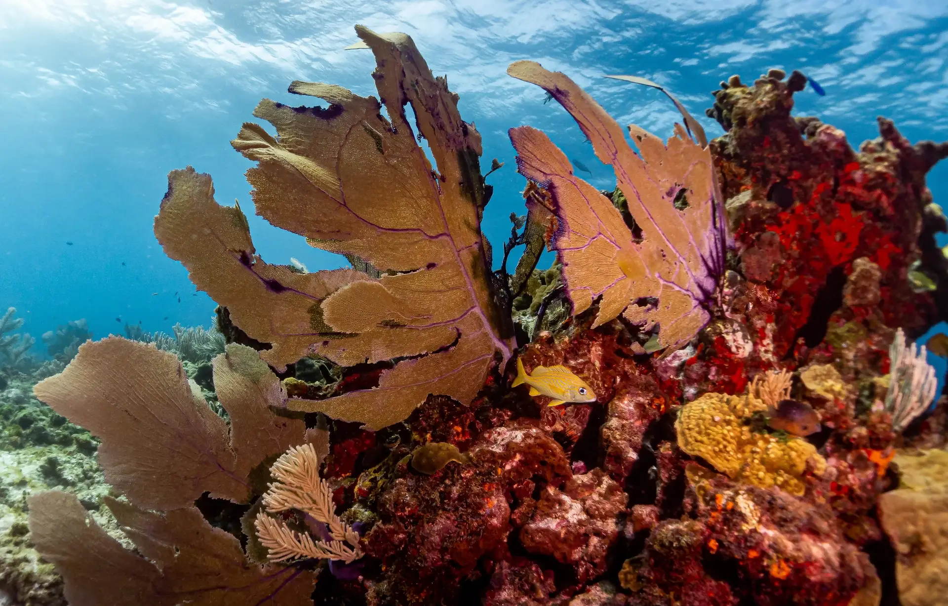 Vibrant coral reef at Isla Mujeres, Mexico
