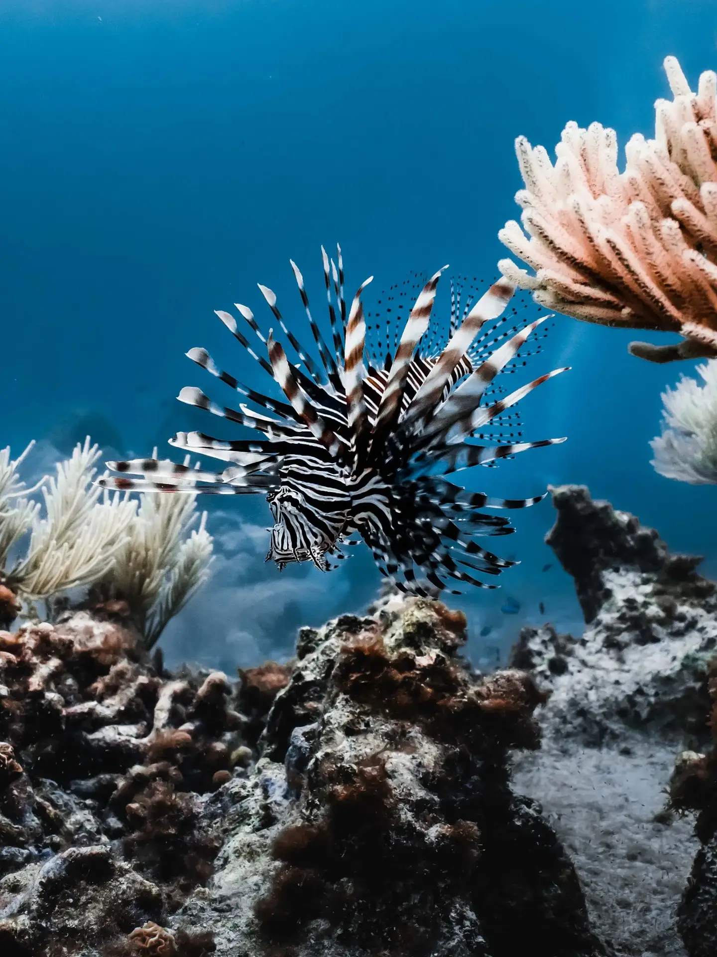 Tropical fish in vertical position at Isla Mujeres