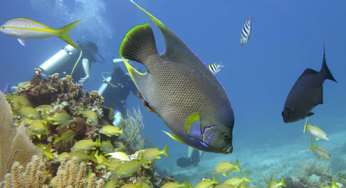 Tropical fish at Isla Mujeres, Mexico