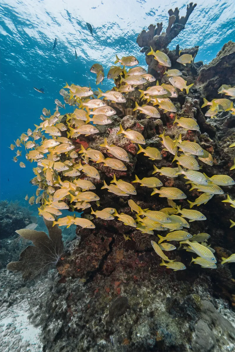 School of fish over coral reef at Isla Mujeres