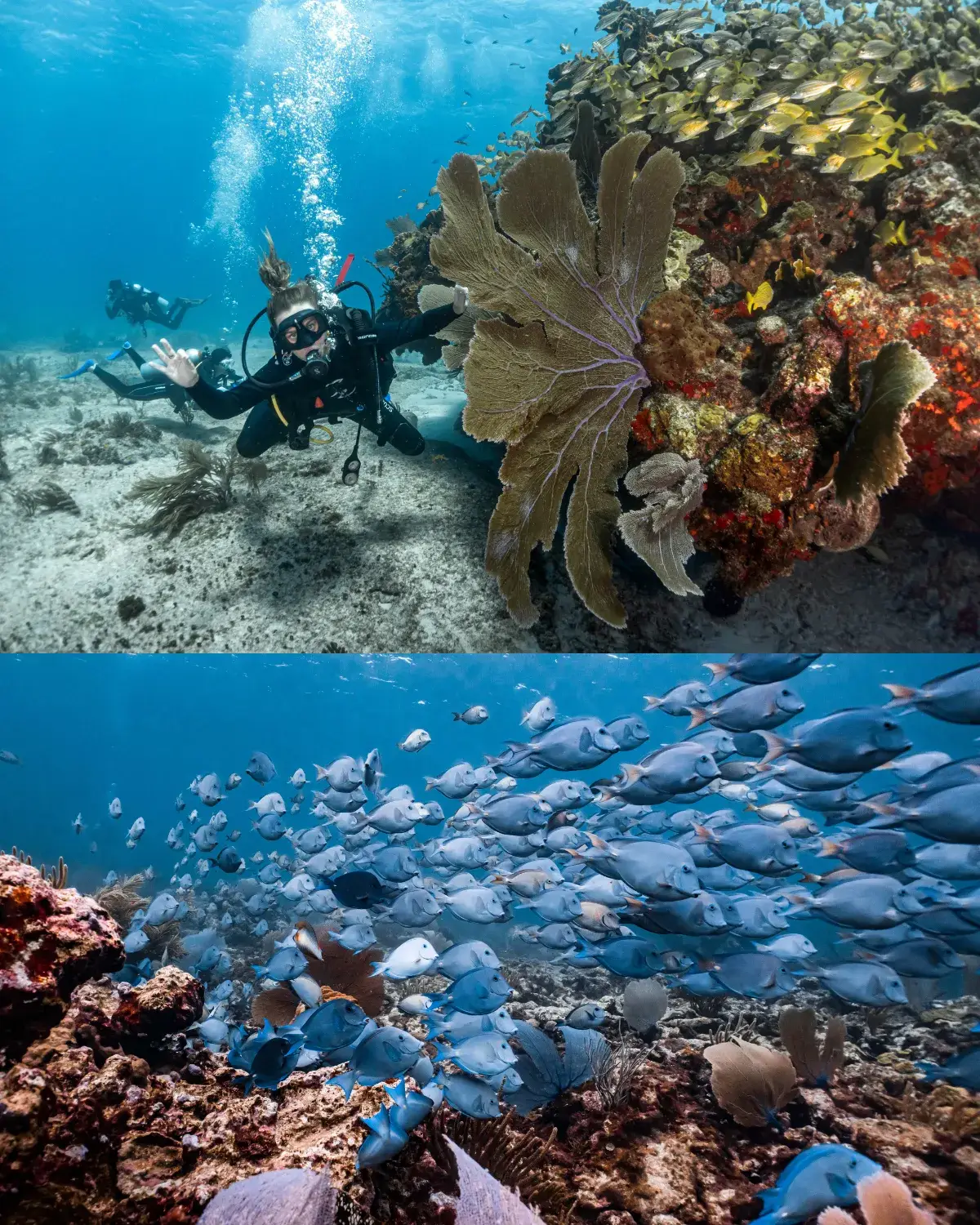 PADI Open Water Diver course at Pocna Dive Center, Isla Mujeres, Mexico