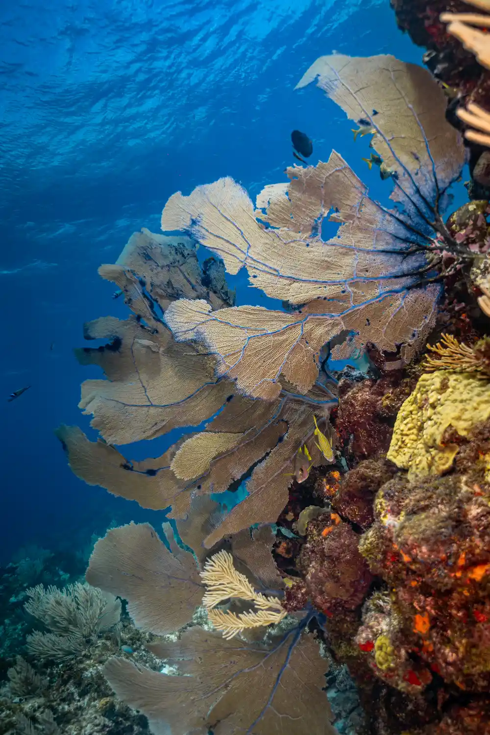 Vibrant fan coral in the Caribbean