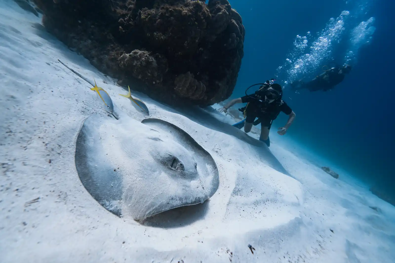 Southern stingray glides over the sand with a diver in the background