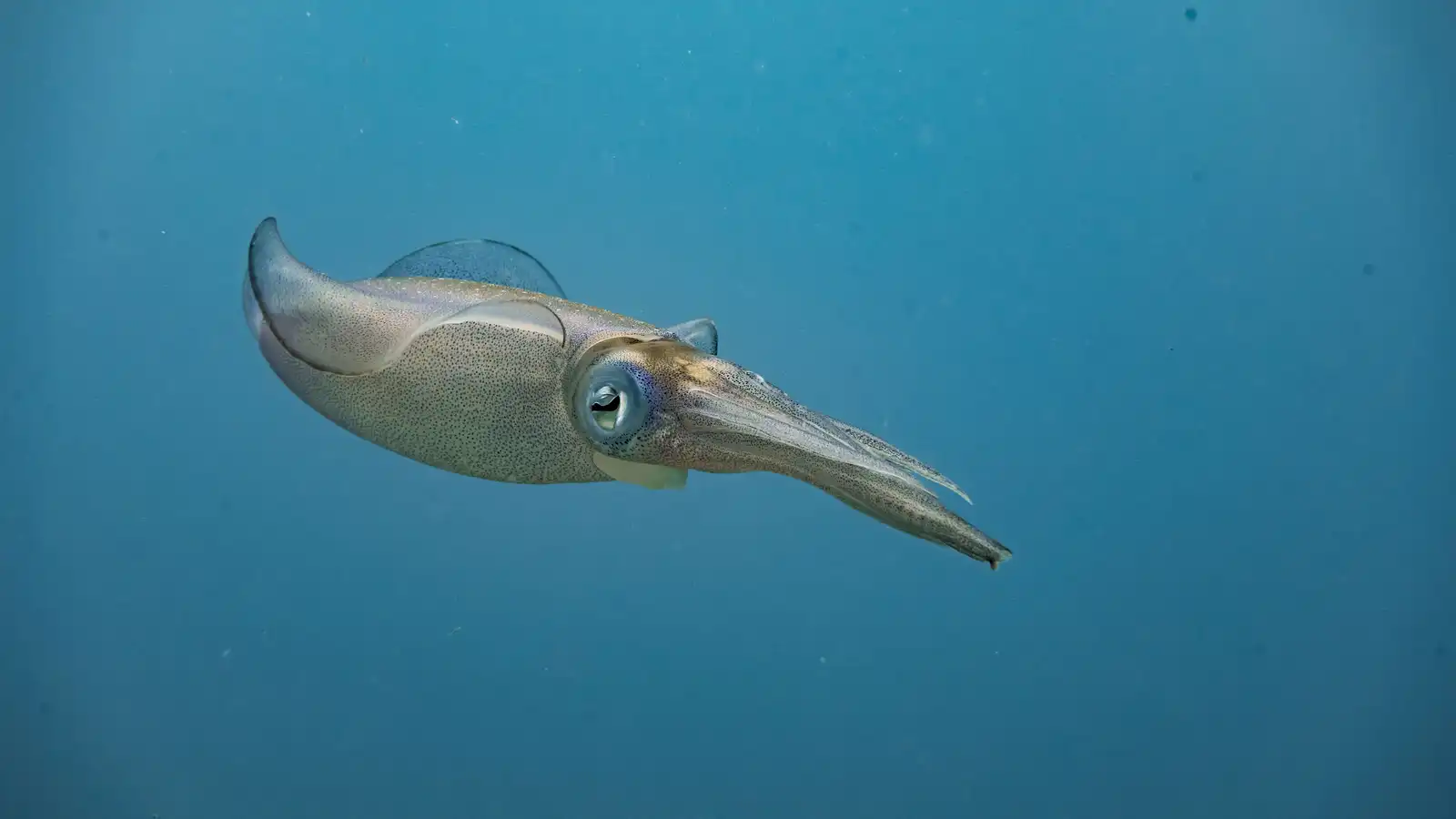 Reef squid swimming in blue water