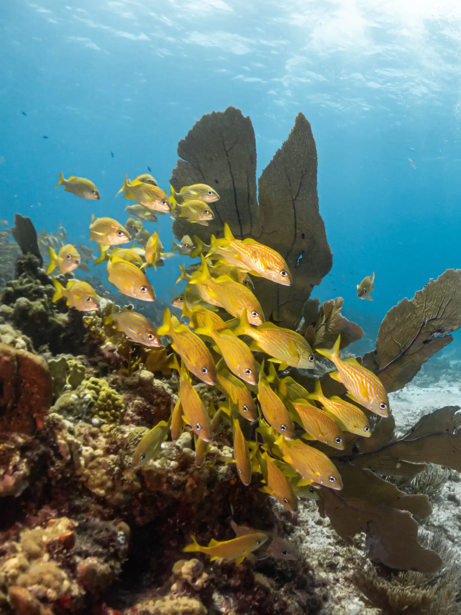 School of yellow snapper near reef formations