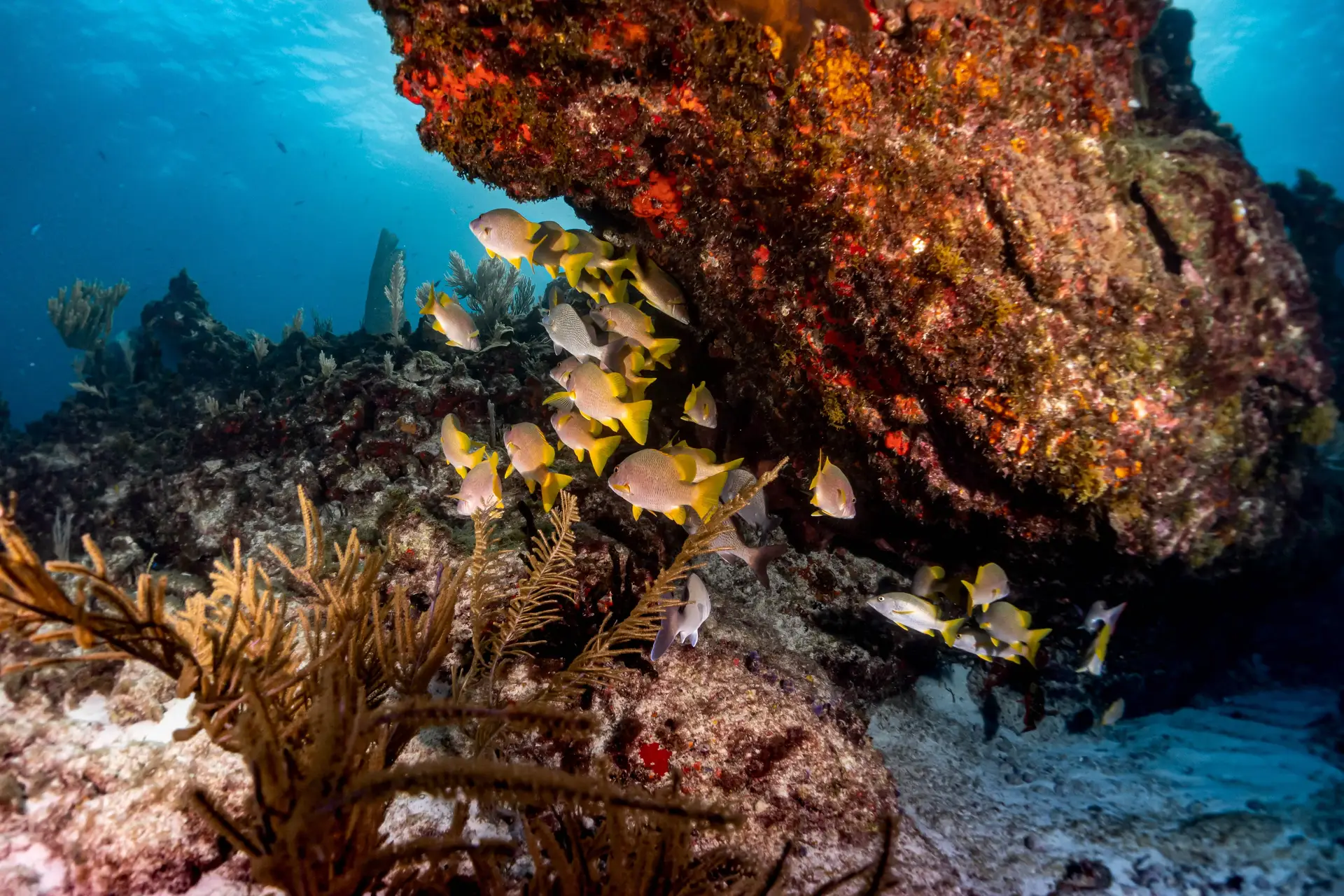Isla Mujeres National Park diving