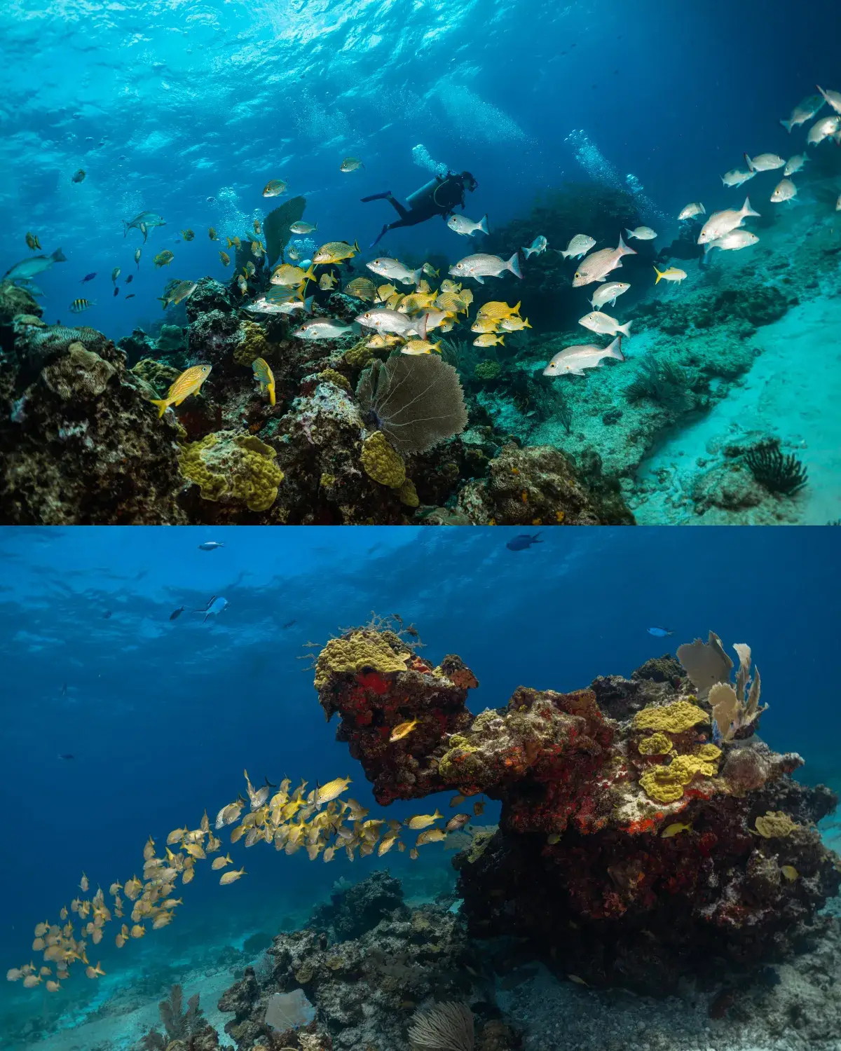 4 tank scuba diving isla mujeres